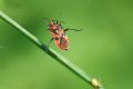 Corizus hyoscyami